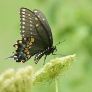 Meet your Posher, Desiree